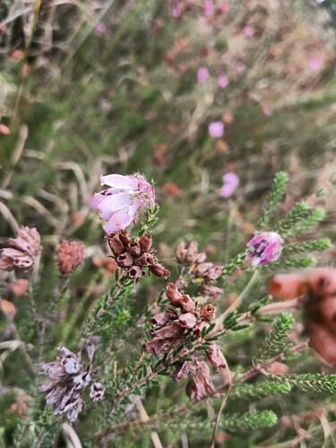 Erica tetralix (Cross-leaved Heath)