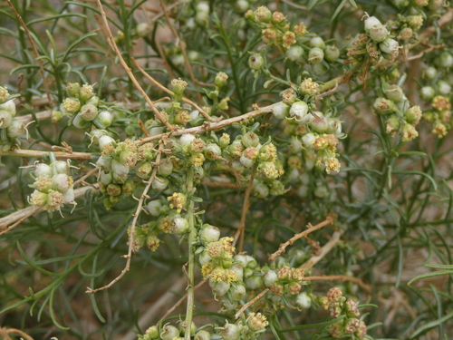 Ambrosia salsola (Cheesebush) (alternate view 5)