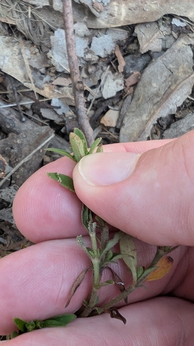 Brunoniella australis (Blue Trumpet) (alternate view 2)