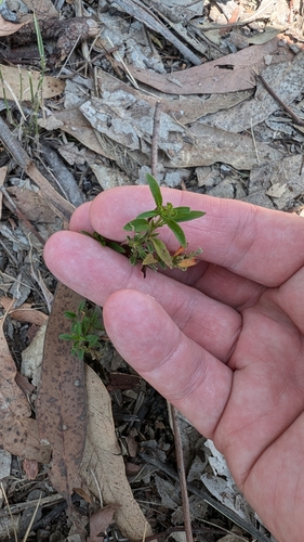 Brunoniella australis (Blue Trumpet) (alternate view 3)