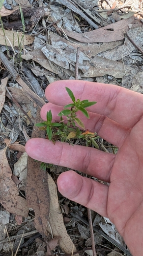 Brunoniella australis (Blue Trumpet) (alternate view 4)