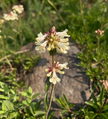 Penstemon procerus (Small-flowered Penstemon)