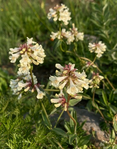 Penstemon procerus (Small-flowered Penstemon) (alternate view 2)