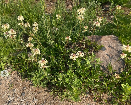 Penstemon procerus (Small-flowered Penstemon) (alternate view 3)