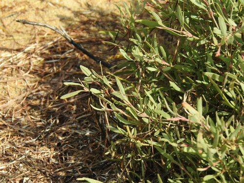 Atriplex portulacoides (Sea-purslane)