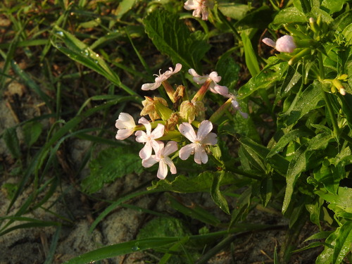 Saponaria officinalis (common soapwort)
