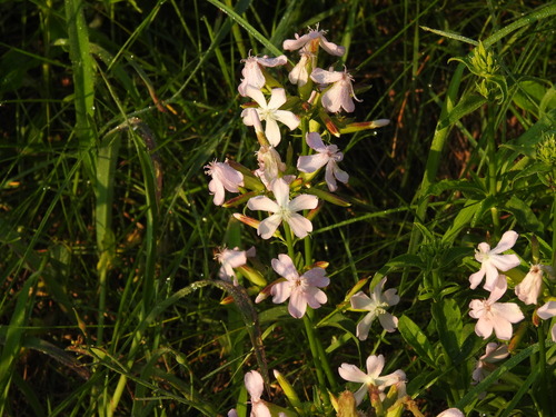 Saponaria officinalis (common soapwort)