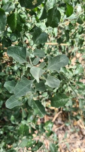 Chenopodium parabolicum (Fragrant Saltbush) (alternate view 4)