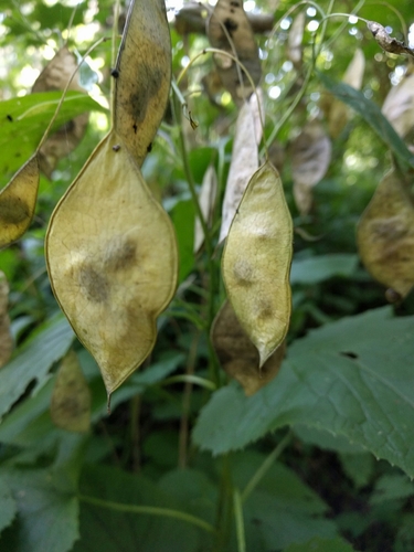 Lunaria rediviva (alternate view 2)