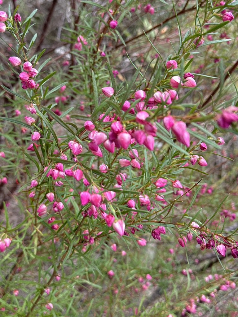 Boronia heterophylla, Red boronia — upright evergreen (Rutaceae) (image 10 of 10)