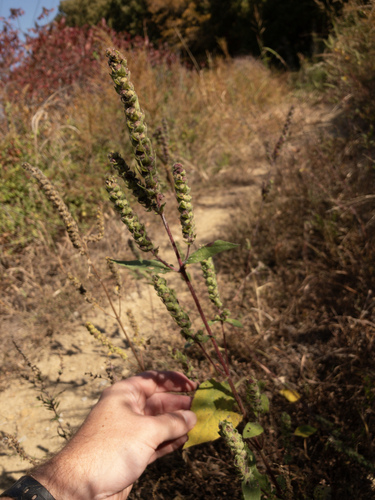 Iva annua (Sumpweed) (alternate view 5)