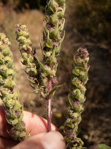 Iva annua (Sumpweed) (alternate view 4)