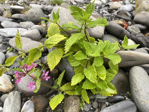 Stachys chamissonis (Coastal Hedge-nettle) (alternate view 5)