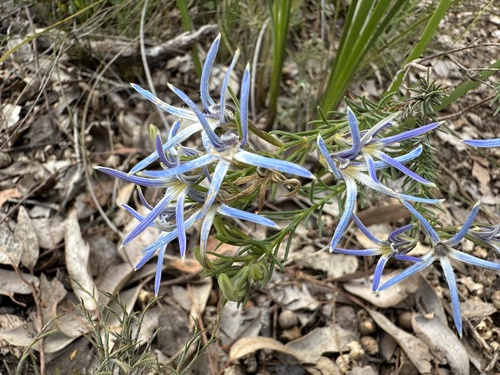 Leschenaultia biloba (Blue Leschenaultia)