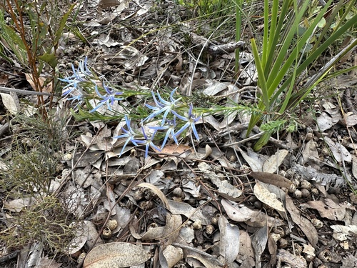Leschenaultia biloba (Blue Leschenaultia) (alternate view 2)
