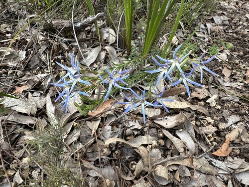 Leschenaultia biloba (Blue Leschenaultia) (alternate view 3)