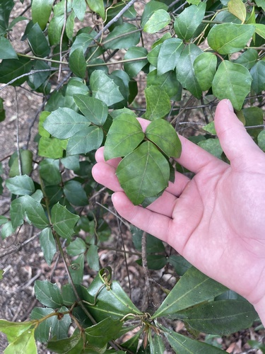 Tetrastigma nitens (Native Grape)