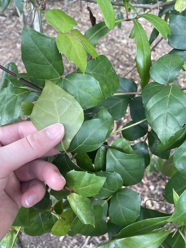 Tetrastigma nitens (Native Grape) (alternate view 2)