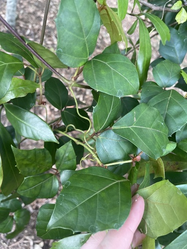 Tetrastigma nitens (Native Grape) (alternate view 3)