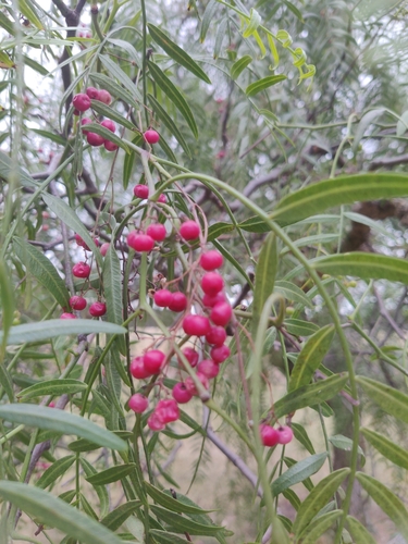 Schinus areira (Peppercorn Tree) (alternate view 3)