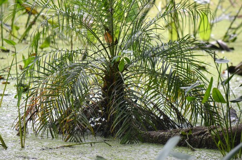Phoenix roebelenii (Pygmy Date Palm)