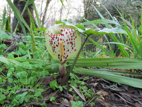 Arum italicum (lords and ladies) (alternate view 2)