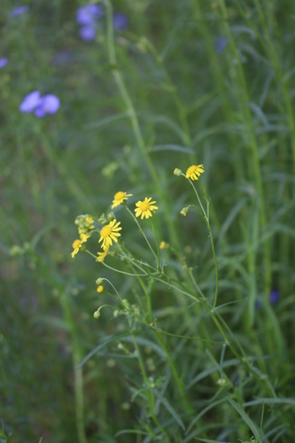 Senecio inaequidens (Narrow-leaved Ragwort)