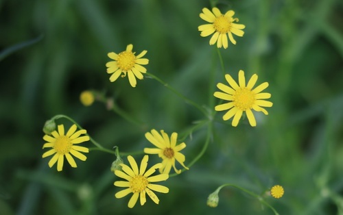 Senecio inaequidens (Narrow-leaved Ragwort)