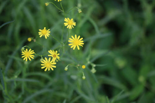 Senecio inaequidens (Narrow-leaved Ragwort)