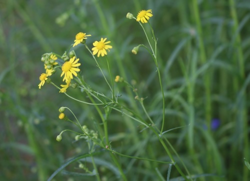 Senecio inaequidens (Narrow-leaved Ragwort)