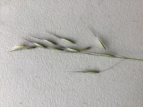 Avena barbata (slender wild oat) (alternate view 11)