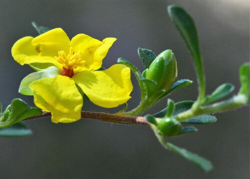 Hibbertia linearis (Showy Guinea Flower) (alternate view 8)