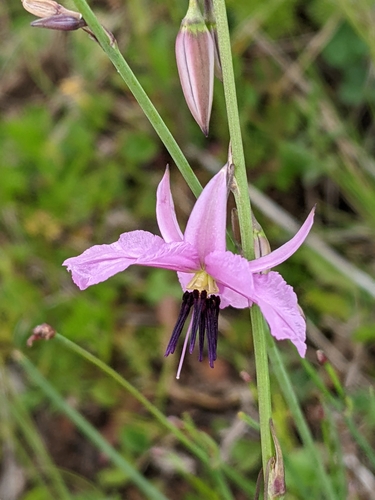 Arthropodium fimbriatum (Nodding Chocolate Lily) (alternate view 3)