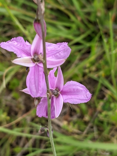 Arthropodium fimbriatum (Nodding Chocolate Lily) (alternate view 4)