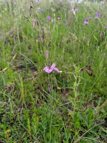 Arthropodium fimbriatum (Nodding Chocolate Lily) (alternate view 5)