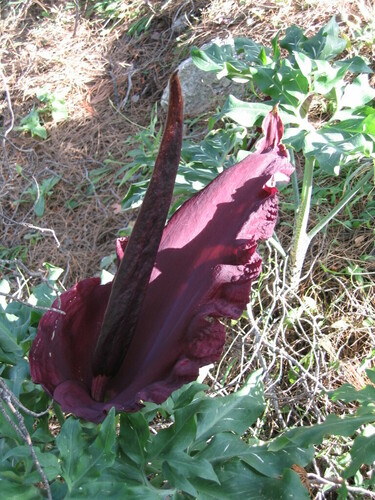 Dracunculus vulgaris (dragon arum) (alternate view 7)