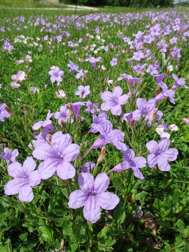 Ruellia nudiflora (violet ruellia) (alternate view 2)