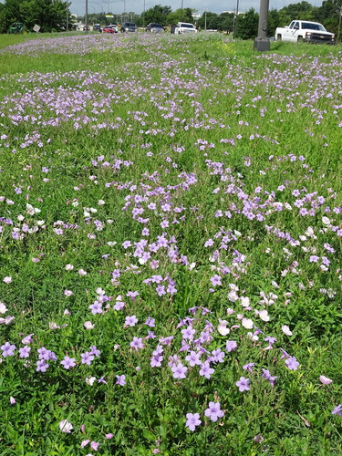 Ruellia nudiflora (violet ruellia) (alternate view 3)