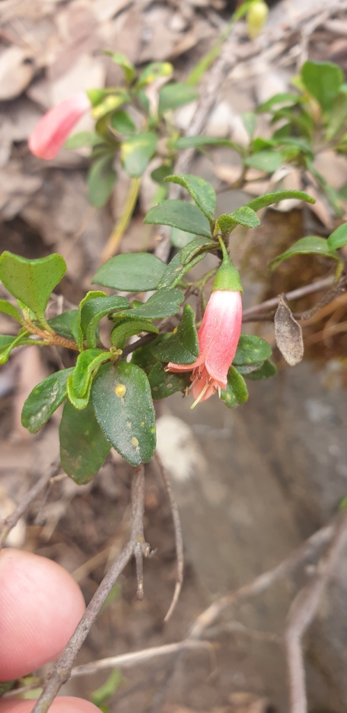 Correa pulchella, Salmon correa — mounding evergreen (Rutaceae) (image 7 of 10)
