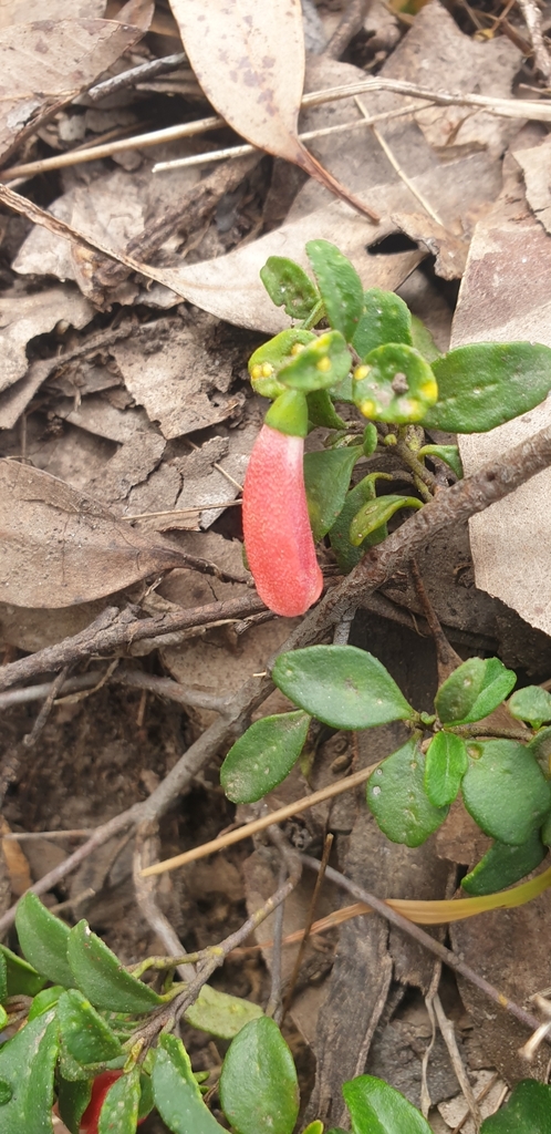 Correa pulchella, Salmon correa — mounding evergreen (Rutaceae) (image 8 of 10)