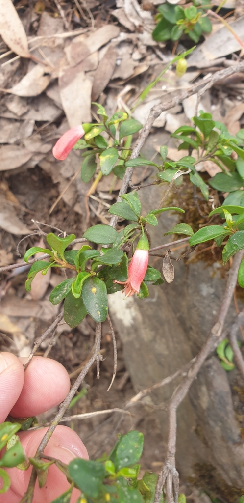 Correa pulchella, Salmon correa — mounding evergreen (Rutaceae) (image 9 of 10)