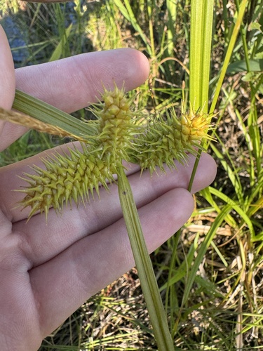 Carex lurida (sallow sedge)
