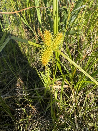 Carex lurida (sallow sedge) (alternate view 3)