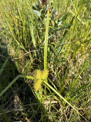 Carex lurida (sallow sedge) (alternate view 4)