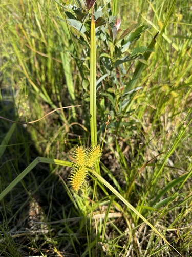 Carex lurida (sallow sedge) (alternate view 2)