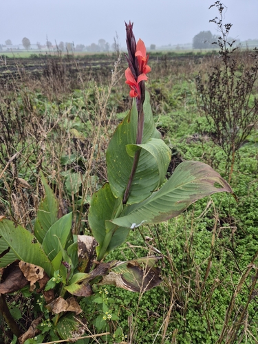 Canna (Canna Lilies)