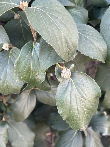 Viburnum × carlocephalum (fragrant snowball viburnum) (alternate view 4)