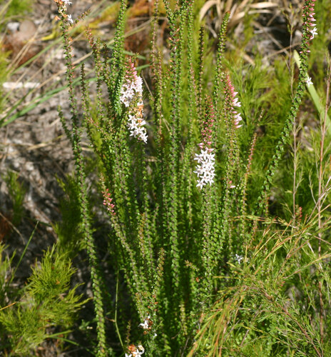 Epacris pulchella (New South Wales Coral Heath) (alternate view 8)