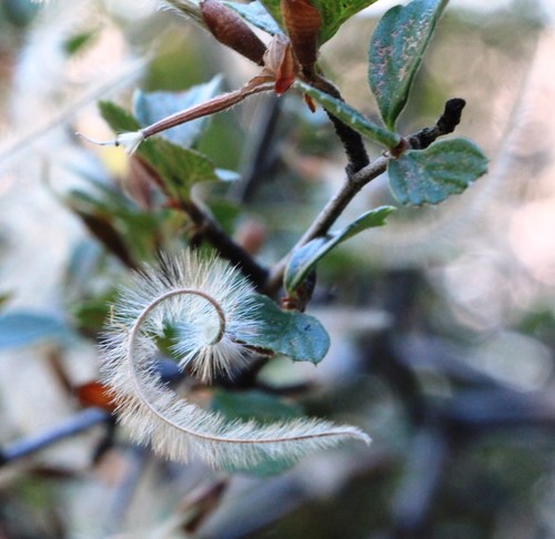 Cercocarpus betuloides (Birchleaf Mountain Mahogany)
