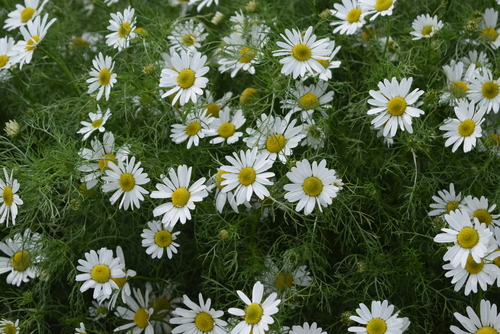 Tripleurospermum maritimum (Sea Mayweed)